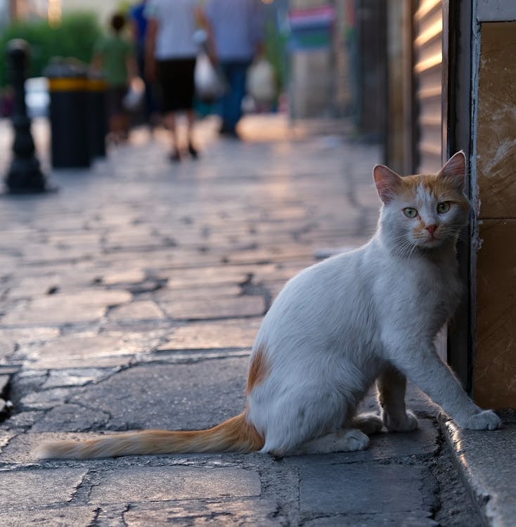 猫咪后巷