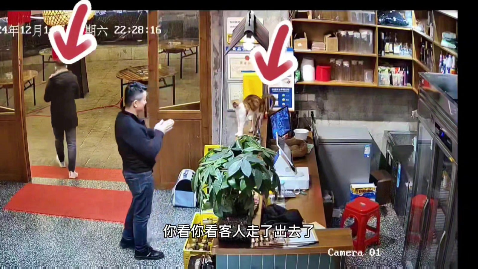 重庆火锅店招财猫豆豆营业上班猫界火锅店 3