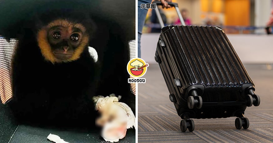 12k Animals Luggage Ft Img
