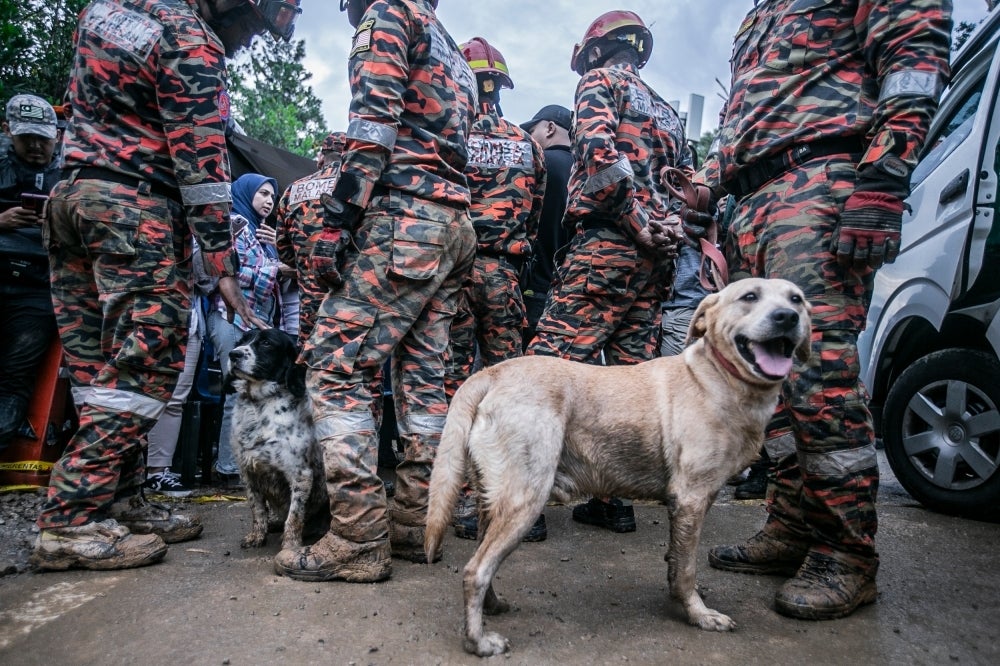 k9 dog1