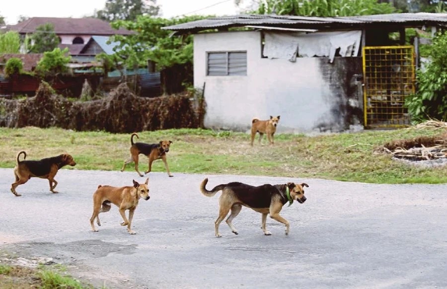 malaysia stray dogs kampung