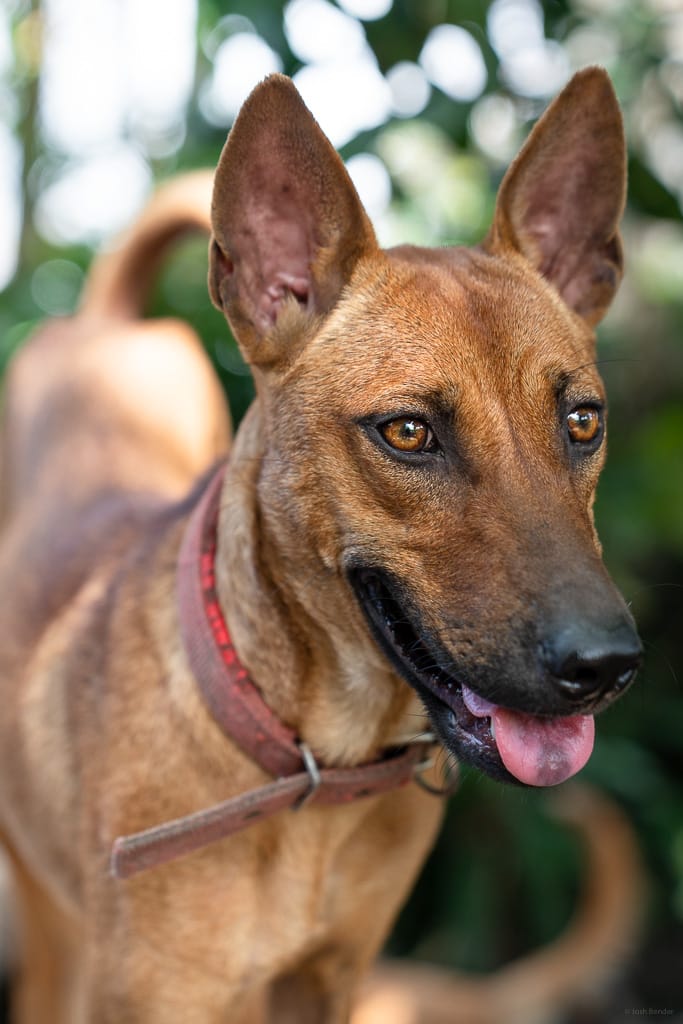malaysia telomian dog 5