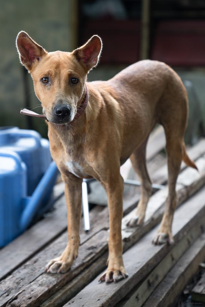 malaysia telomian dog 7