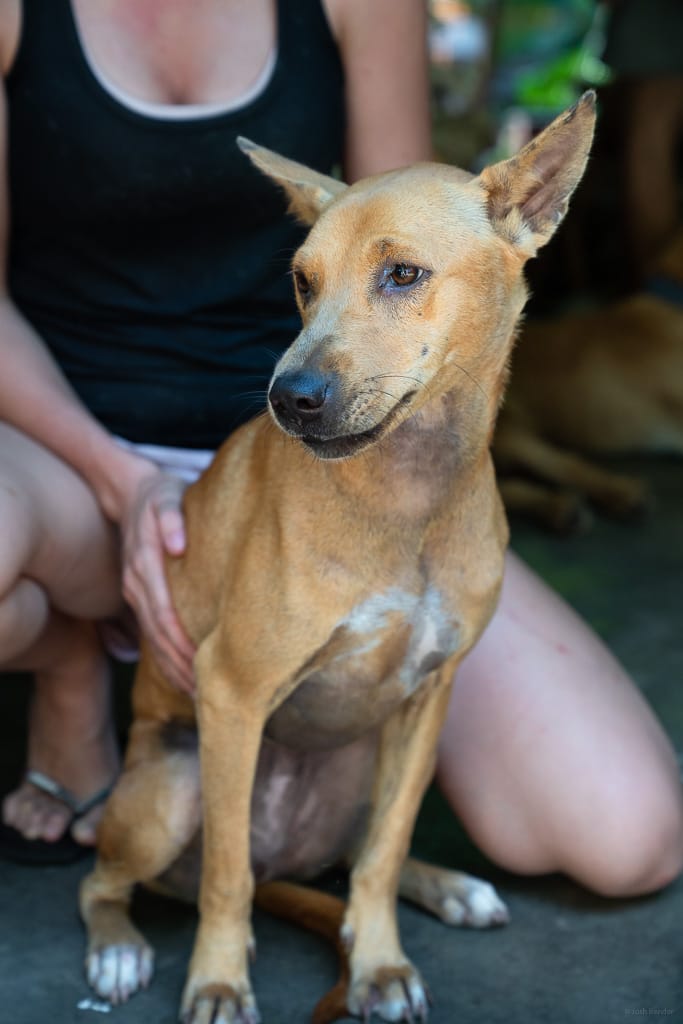 malaysia telomian dog