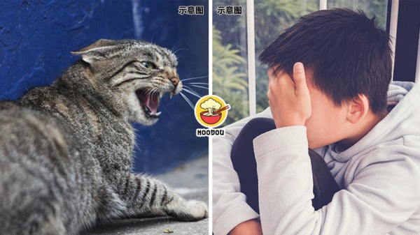 2025 Rabies Cat Ft Img
