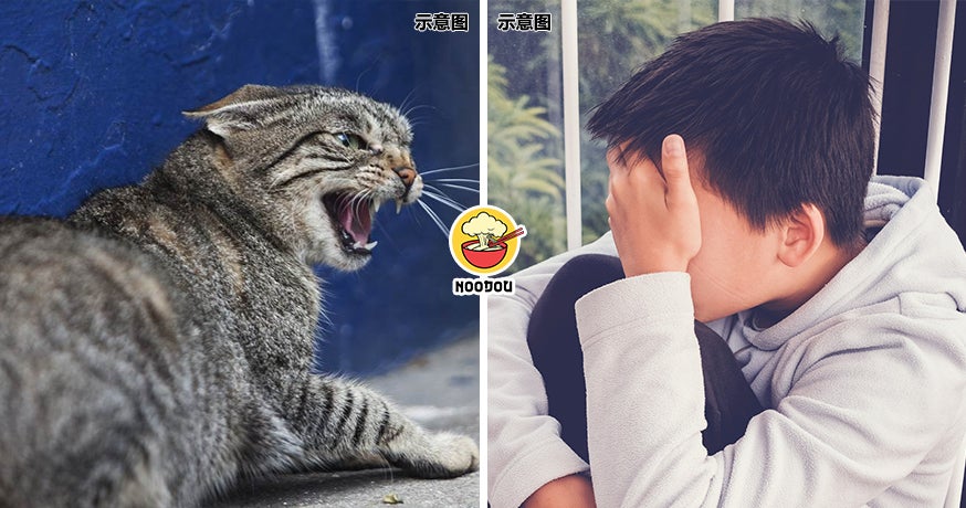 2025 Rabies Cat Ft Img