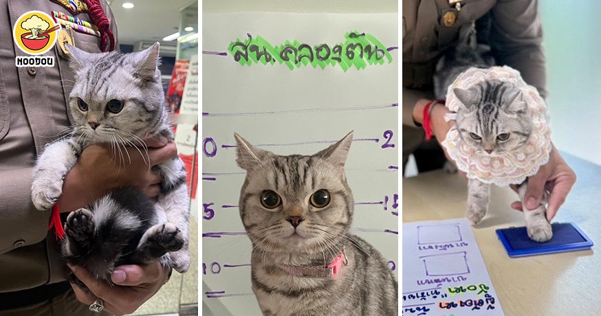 Cat Police Mugshot Ft Img