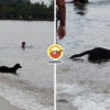 Dog PD Feature Img