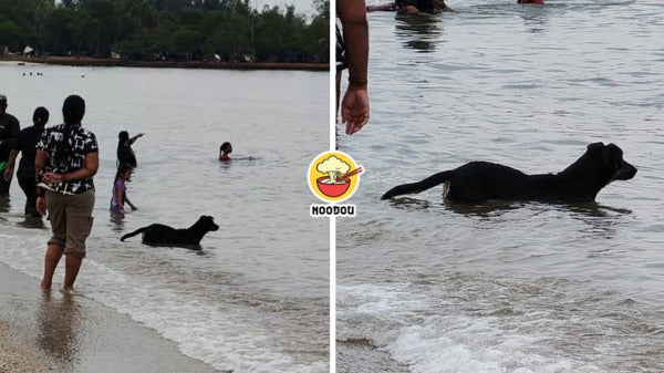 Dog PD Feature Img