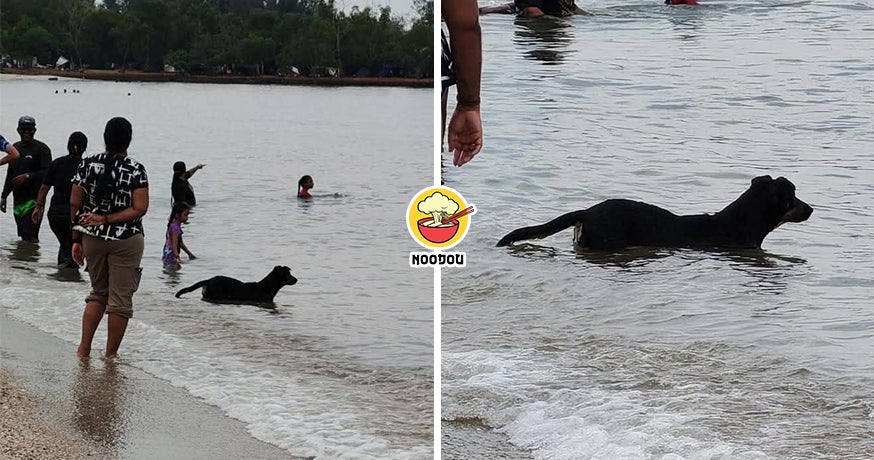 Dog PD Feature Img