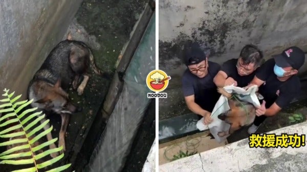 FT IMAGE DOG