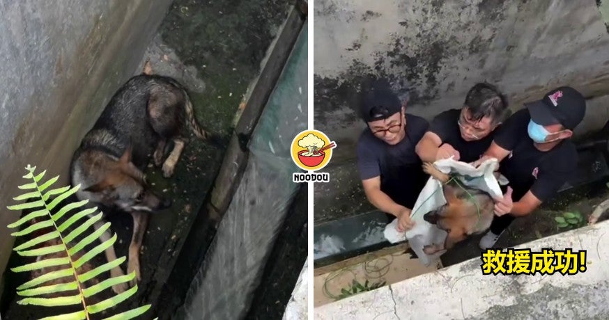 FT IMAGE DOG