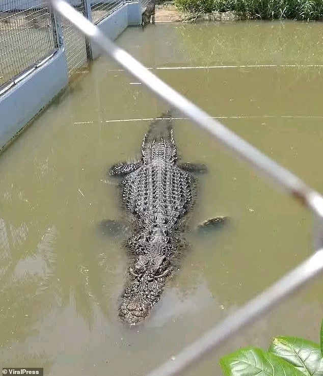 man mistaken zoo crocodile statue selfie 5