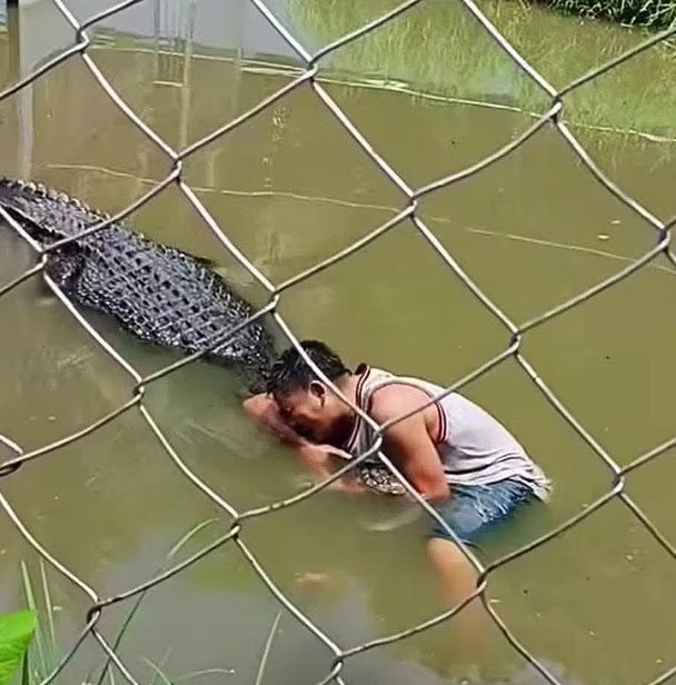 man mistaken zoo crocodile statue selfie