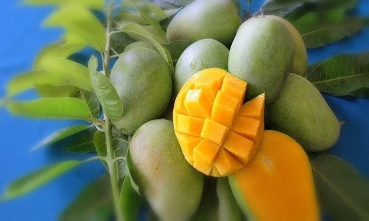 tempahan mangga harumanis perlis 2017