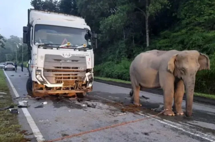 the elephant