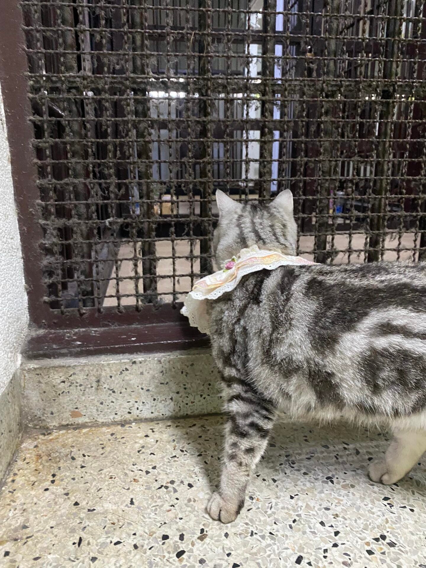 顽皮猫咪走失袭击警察被逮捕拍犯罪照10