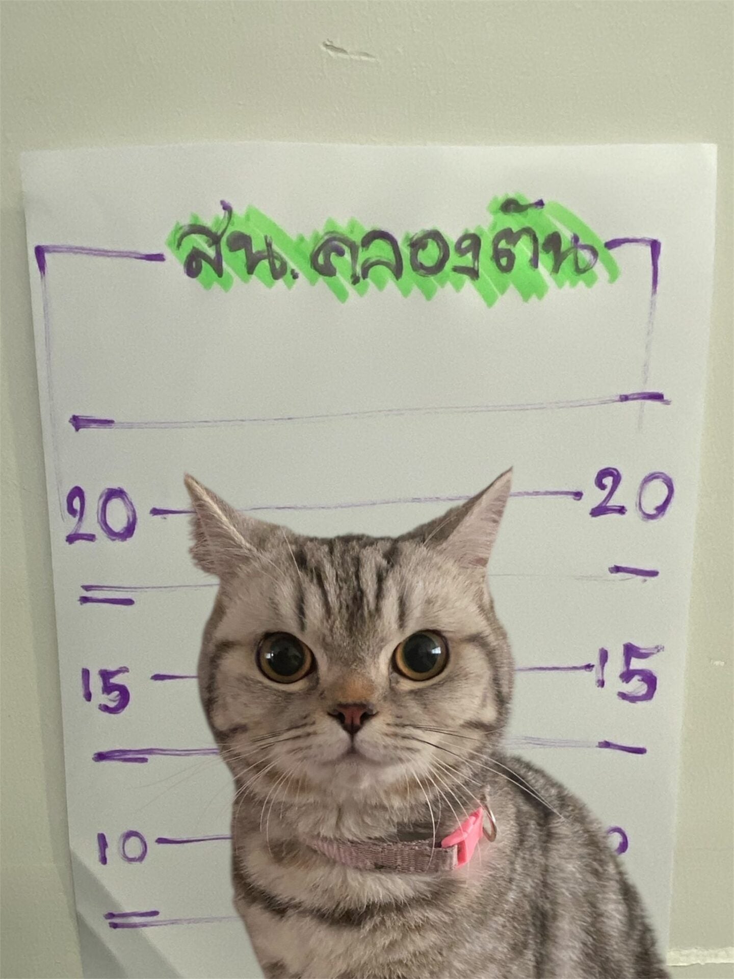 顽皮猫咪走失袭击警察被逮捕拍犯罪照2