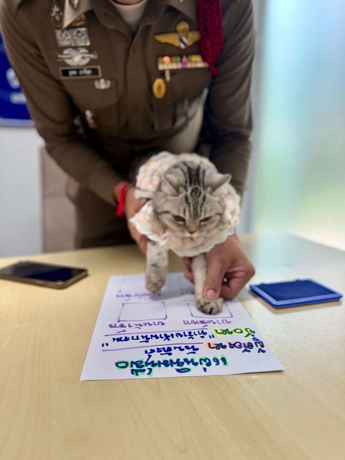 顽皮猫咪走失袭击警察被逮捕拍犯罪照7