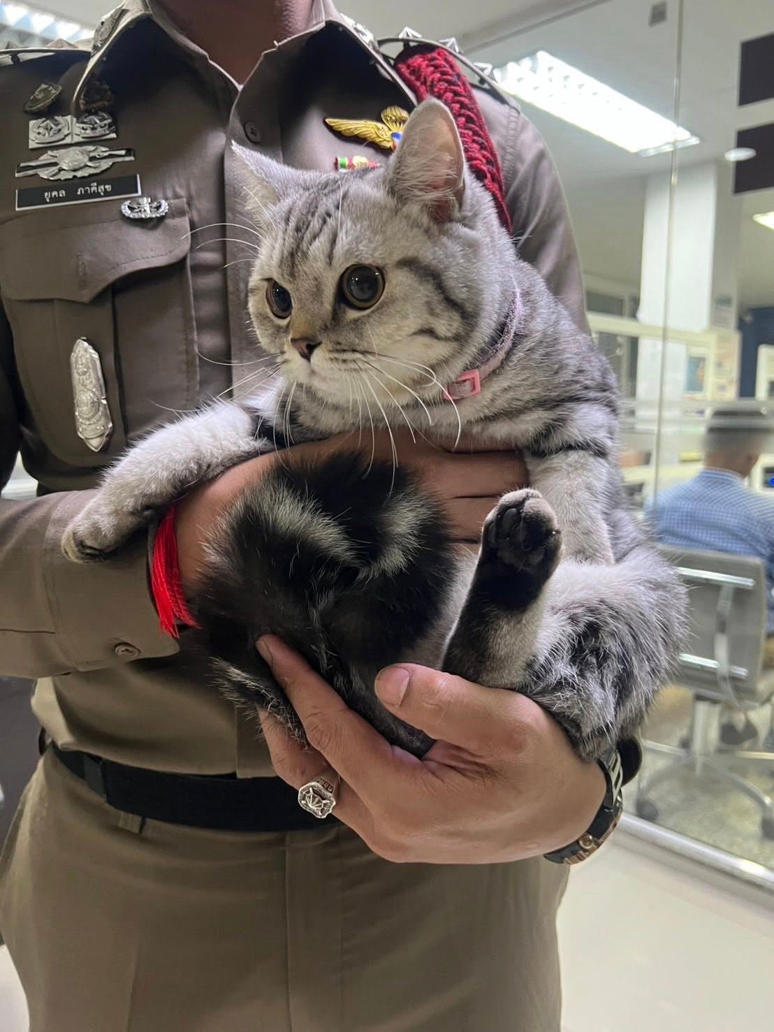 顽皮猫咪走失袭击警察被逮捕拍犯罪照a1