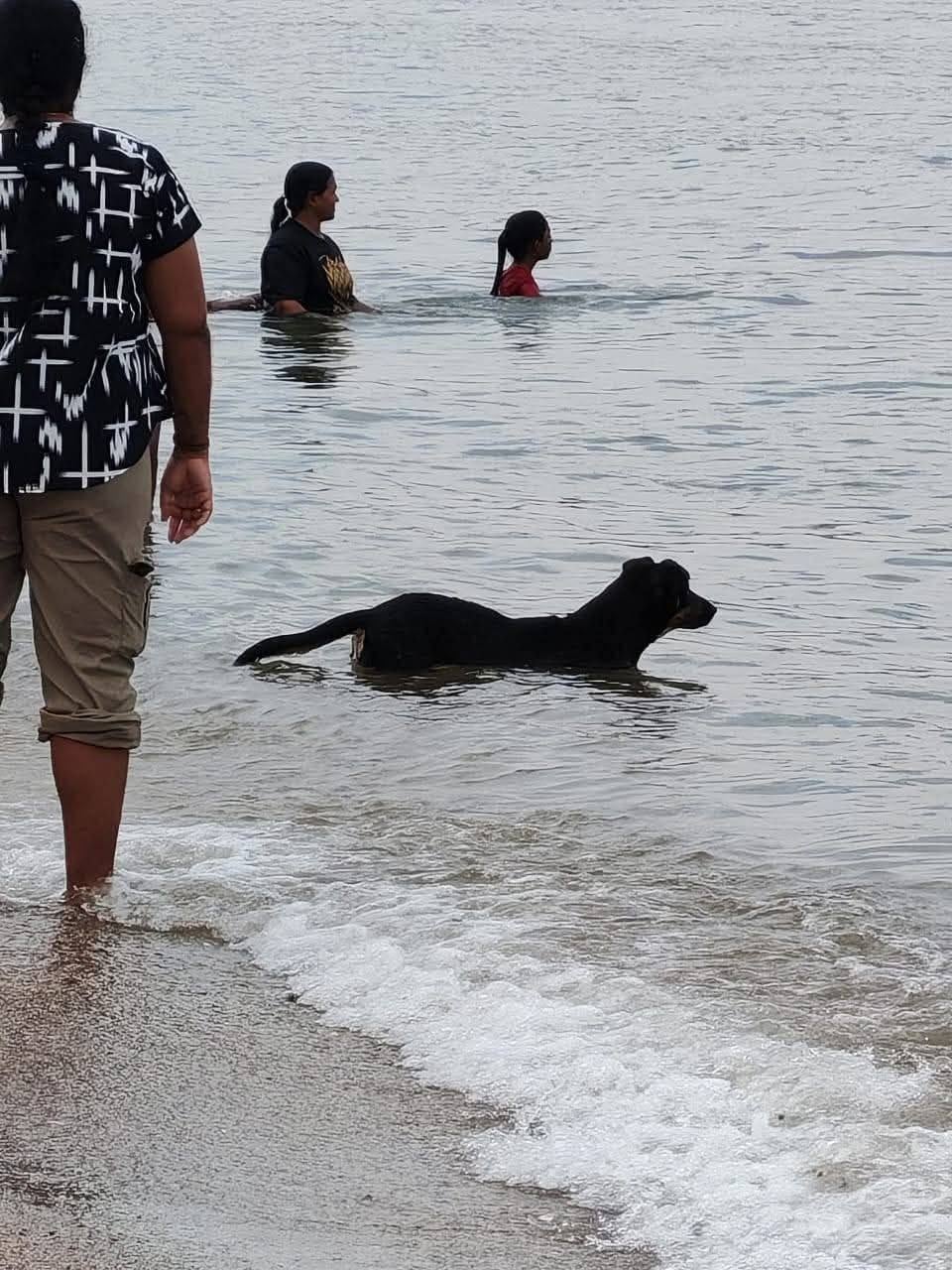 黑狗在海边嬉水引发争议穆斯林port dickson pantai saujana