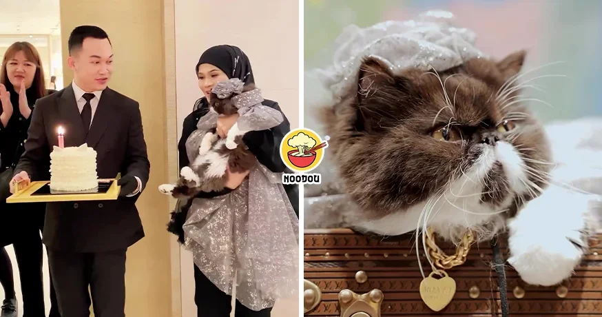 Cat LV Birthday Party Feature Img