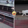 Rapid KL Cat Ft Img