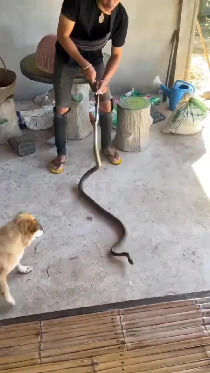 grandma snake frighten hold beam 10