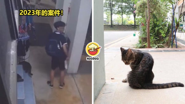 Boy Cat Hump Punished Ft Img