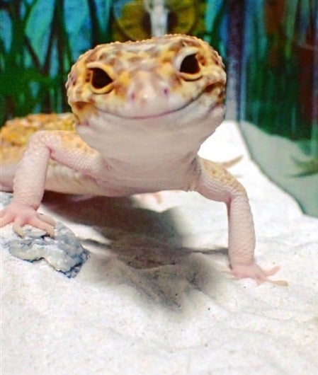 cicak