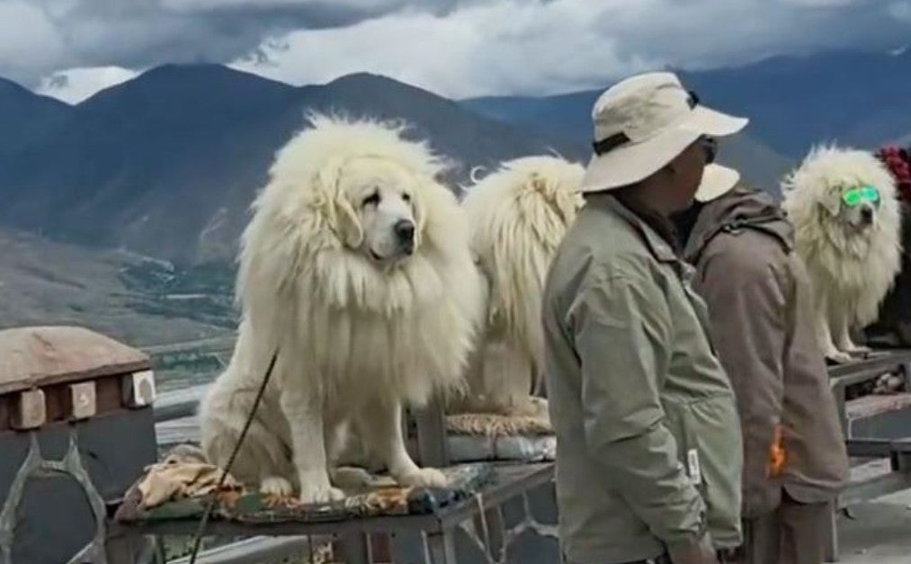dog