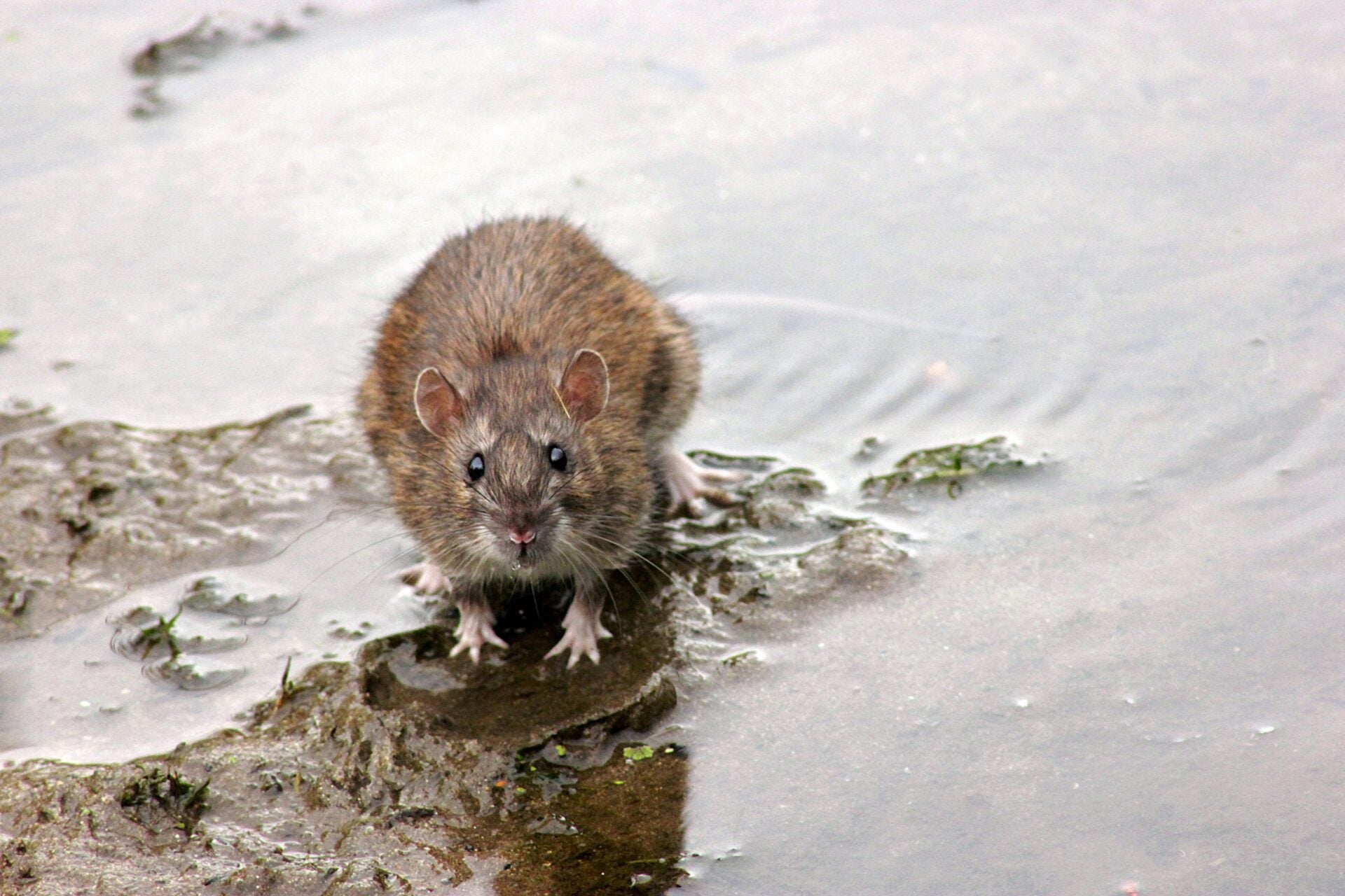 pexels denitsa kireva rat water