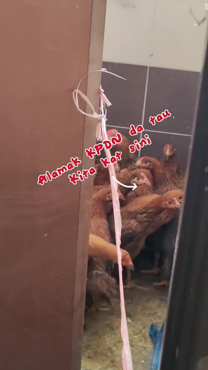 外劳老板开杂货店没执照厕所里养鸡 7