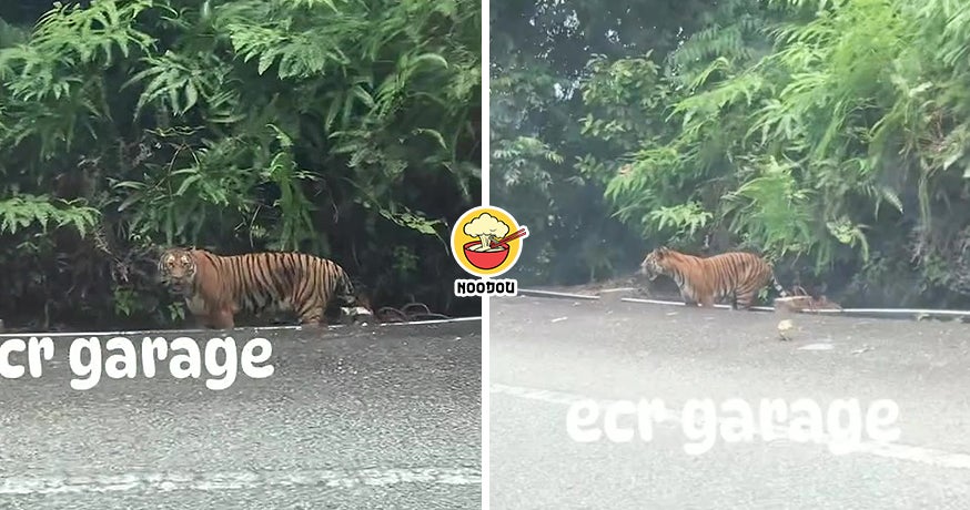 Cameron Tiger Ft Img