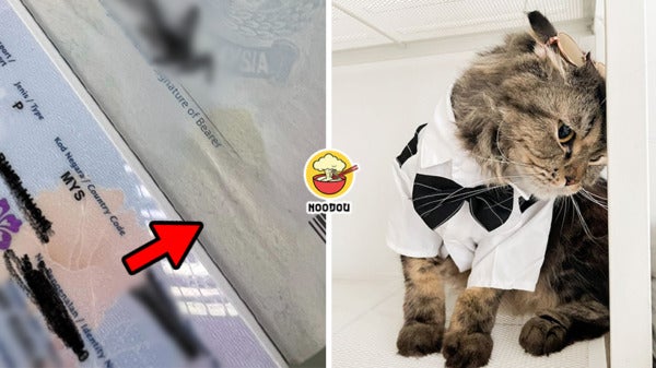 Cat Pee Passport Ft Img