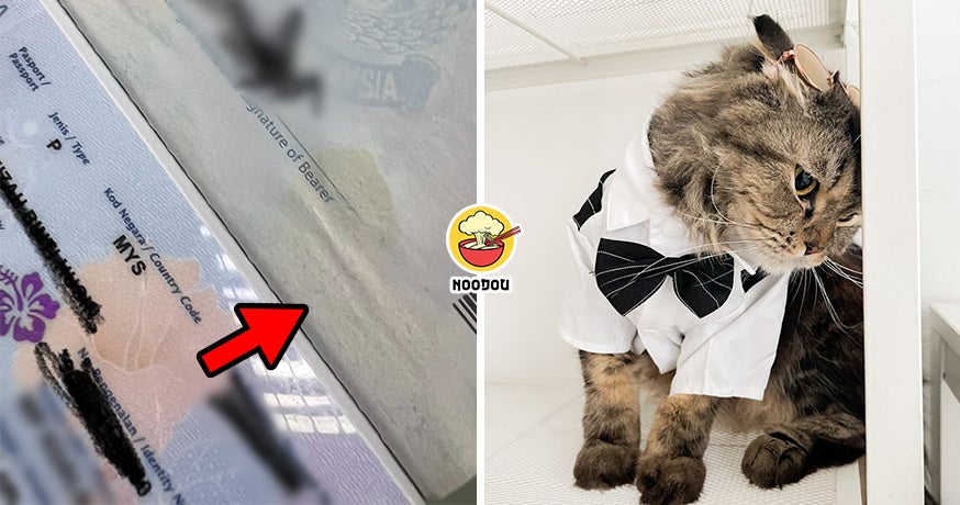 Cat Pee Passport Ft Img