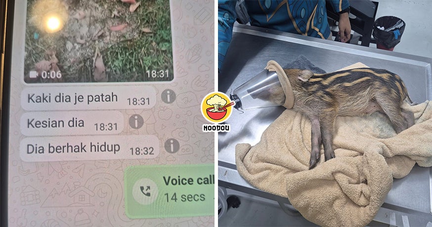 Malay Save Baby Boar Ft Img