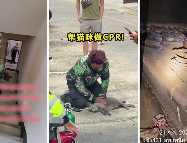 Thai Grab Rider CPR Cat Ft Img