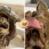 Turtle Forgot 1 Year Ft Img