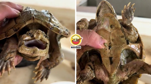 Turtle Forgot 1 Year Ft Img