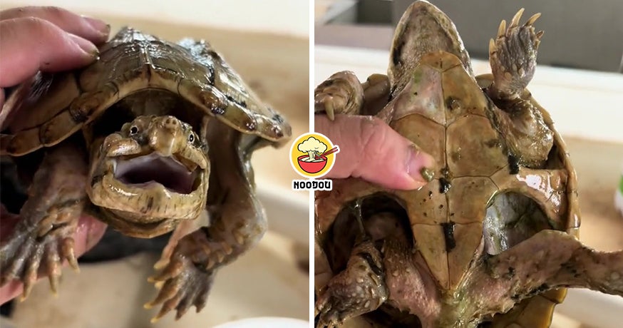 Turtle Forgot 1 Year Ft Img