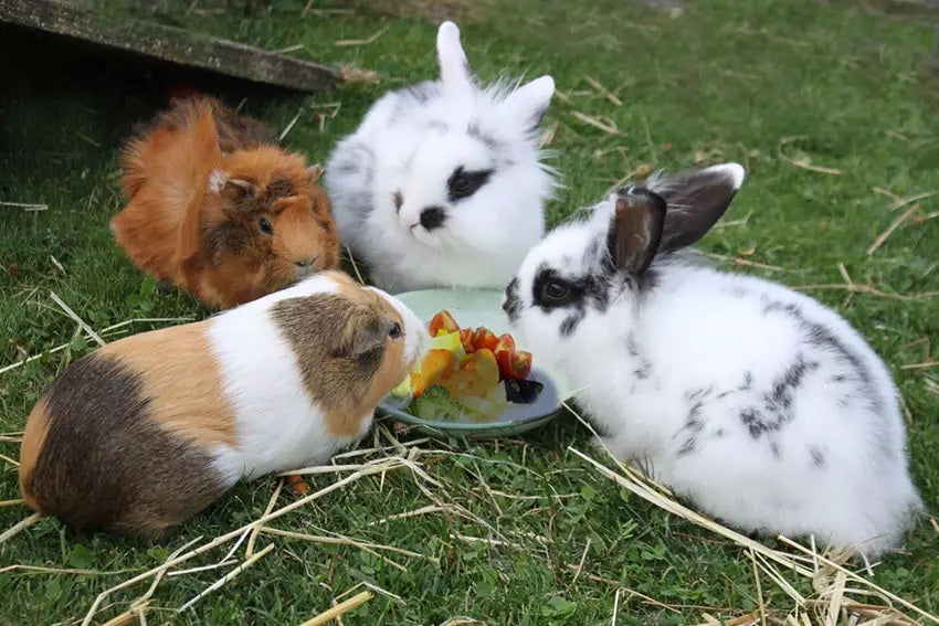 guinea pigs rabbits