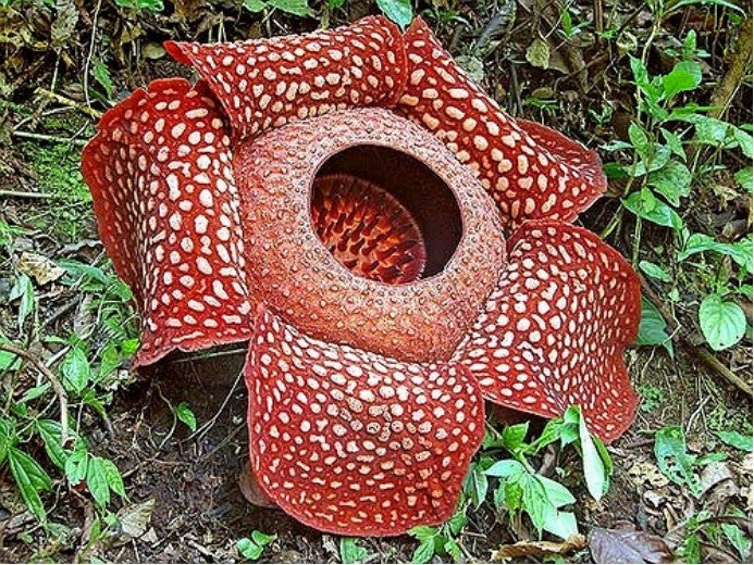 rafflesia