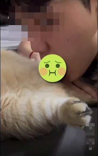 猫2