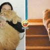 Cat Jump Kindey Stone Ft Img