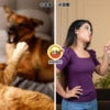Couple Divorce Cat Dog Ft Img