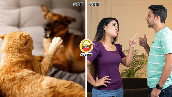 Couple Divorce Cat Dog Ft Img