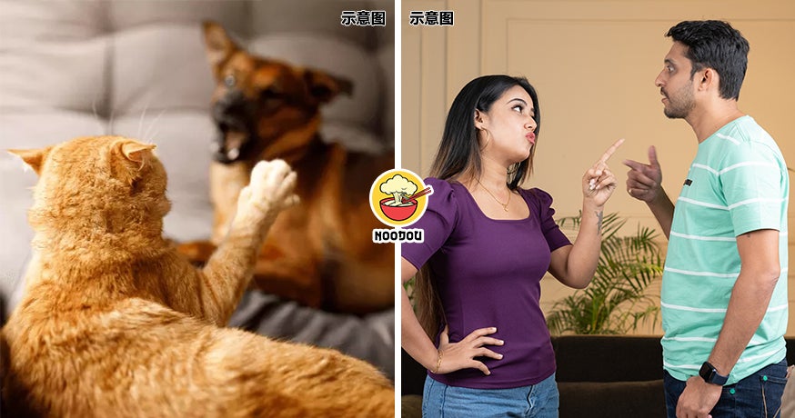 Couple Divorce Cat Dog Ft Img