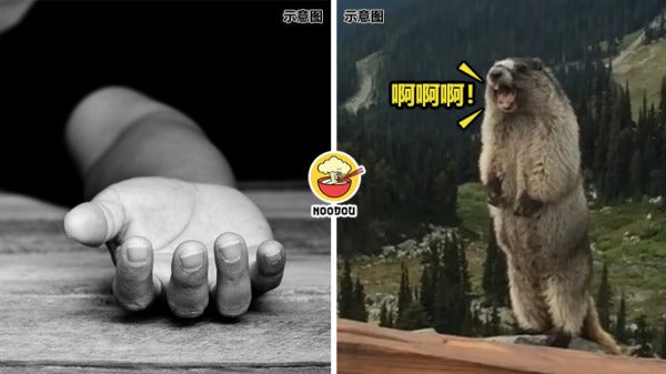 Eat Marmot Died Ft Img