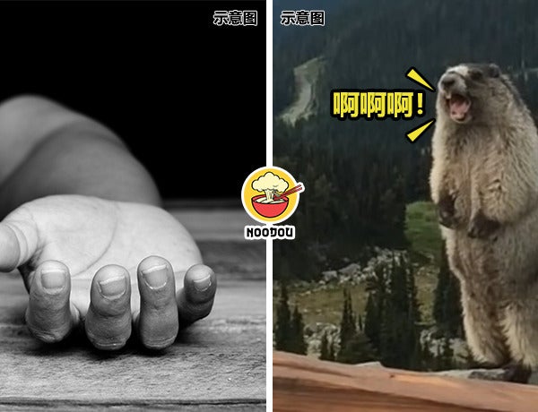 Eat Marmot Died Ft Img